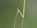 detail of the leaf and it's ligula, Photo by Kristian Peters