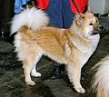 Ainu Dog or Eurasier