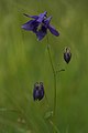 Aquilegia vulgaris