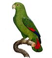 Amazona agilis