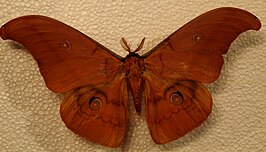 Antheraea rosemariae