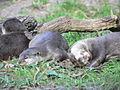 Oriental Small-clawed Otter (Amblonyx cinereus)