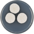 Aspergillus primulinus growing on CYA plate