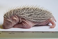 A one-day-old newborn European hedgehog