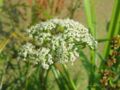 inflorescence