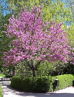 Virágzó kínai júdásfa (Cercis chinensis) (Madrid, Real Jardín Botánico botanikus kert)