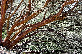 Arctostaphylos manzanita