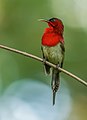 Image 58The crimson sunbird (Aethopyga siparaja) is a species of bird native in Bangladesh. The pictured specimen was photographed at Modhutila Eco-Park in Sherpur District. Photo Credit: Masud Rana