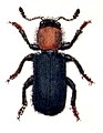 Hengeres szúfarkas (Dermestoides sanguinicollis) (incertae sedis)