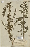 Herbarium exemplaar