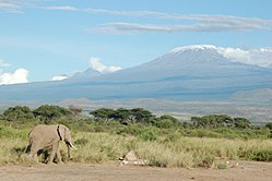 An elephant passing by the north side of کلیمنجارو, in کینیا