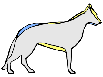 Etwas überzeichnet dargestellte anatomische Entwicklung des Deutschen Schäferhunds: blau: ca. 1900, gelb: heute