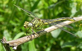 Westliche Keiljungfer (Gomphus pulchellus)