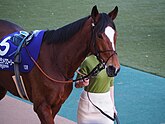 The horse, Grand Glory being handled by a person wearing a green shirt, with a saddle on Grand Glory.