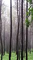 Kebun pinus di kaki Gunung Gumitir sebelah Barat