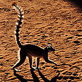 Lenur catta in Madagascar