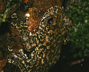 Waterfall Frog (Litoria nannoti)