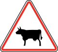 115.1 Domestic animals crossing (cows)