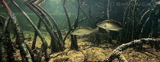 Mangrove snapper swimming among mangrove roots