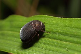 Maladera japonica