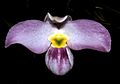 Lan hài Việt Nam Paphiopedilum vietnamense