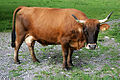 In http://commons.wikimedia.org/wiki/Category:Galloway_%28Cattle%29 gefunden...