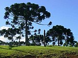 Pinheiros („Brasilkiefer“) – die in Paraná waldbildende Araukarie