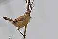 In Cuanza Norte Province, northern Angola