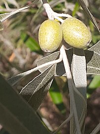 Leaves and fruit close-up