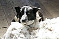 Sheepdog in wool