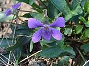 Frontal close-up of flower