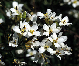 Draba lactea