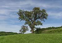 Zwei Wildbirnbäume