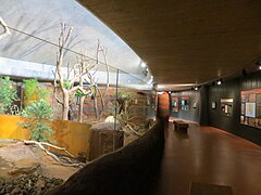 Das Afrikahaus des Zoo Zürich wurde für Koalas umgebaut.