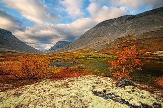 Tundravegetation in den Hochlagen der Chibinen im September