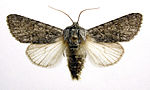 Acronicta euphorbiae – Specimen