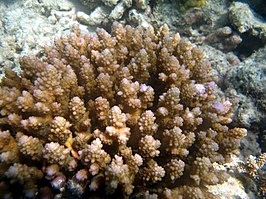 Acropora polystoma