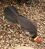 Australian Brush-turkey