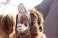 Camel St. Louis Zoo