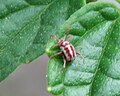 Balaustium leanderi, México