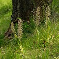 Bocks-Riemenzunge (Himantoglossum hircinum)