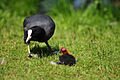 Blässhuhn (Fulica atra)