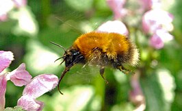 Bombus consobrinus