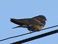 Brown-bellied swallow