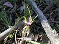 C. atrovespa growing near Canberra