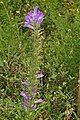 Plant of Campanula spicata