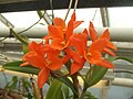 Orchidee, mogelijk Cattleya Cultivar.