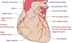 Coronary arteries. Attribution-Share Alike 3.0 Unported licensing, attributed to Patrick J. Lynch, Fred the Oyster and Mikael Häggström