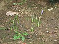 Crocus goulimyi clump opening