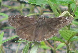 Erynnis horatius